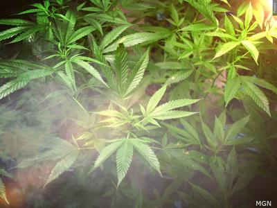Marijuana