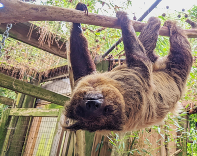 Salisbury Zoo mourns death of beloved sloth Bayou