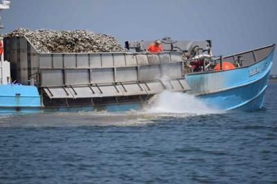 Oyster shells planted at the Manokin River sanctuary as part of the work to restore five large-scale oyster sanctuaries, a major goal of the Chesapeake Bay Watershed Agreement.