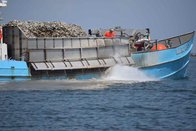 Oyster shells planted at the Manokin River sanctuary as part of the work to restore five large-scale oyster sanctuaries, a major goal of the Chesapeake Bay Watershed Agreement.