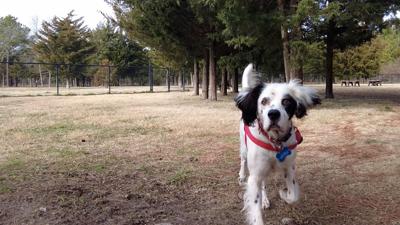 Buddy at the Lewes Unleashed Dog Park