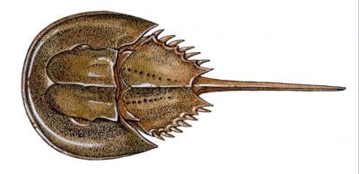 Horseshoe crab