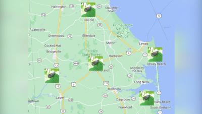 Sussex County Lanternflies