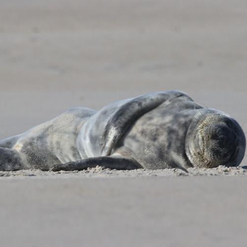 seal on beach 2.jpg