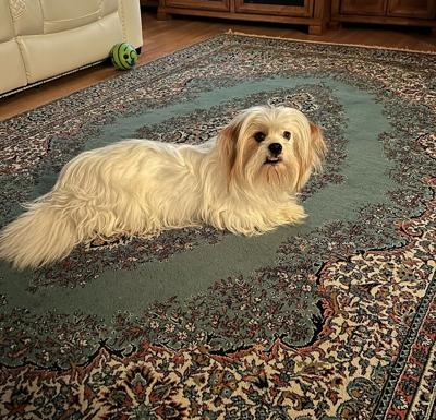 Dog