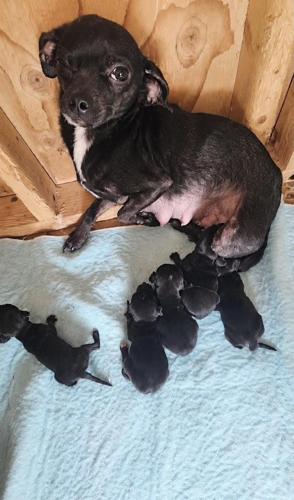 Grass Roots Rescue