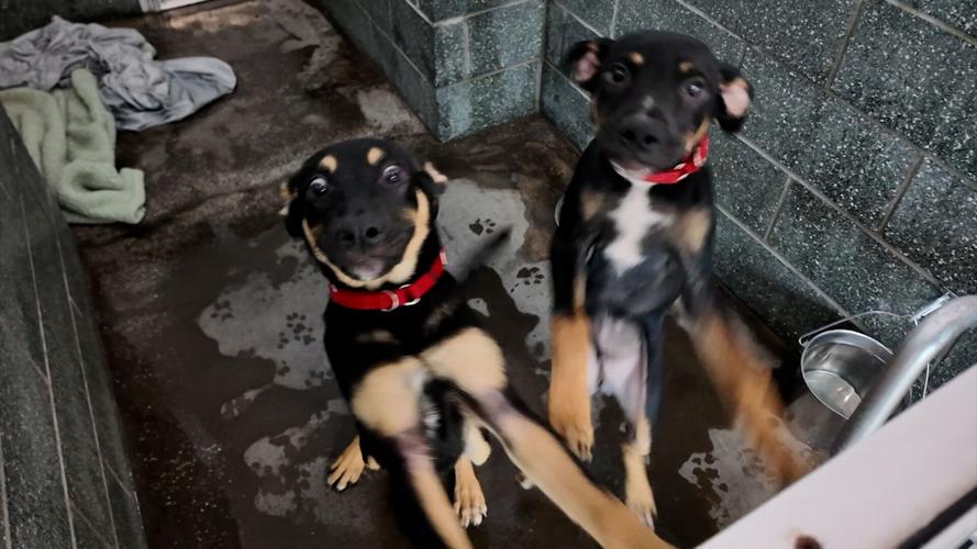 BVSPca dogs
