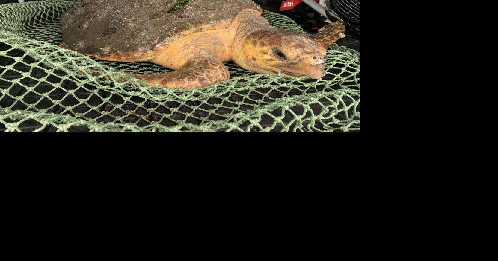 Injured sea turtle rescued after two-week effort by marine institute ...