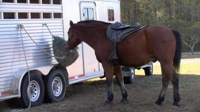 Trail Ride and Walk for Two Horse Organizations Raise Money