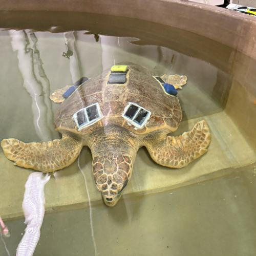 Turtle rescue