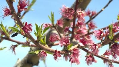 Peach Blossoms