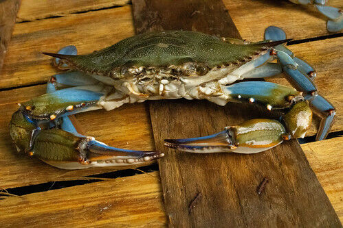 Blue Crab