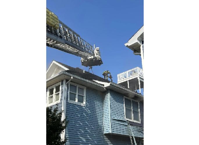 Home search saves two dogs from fire
