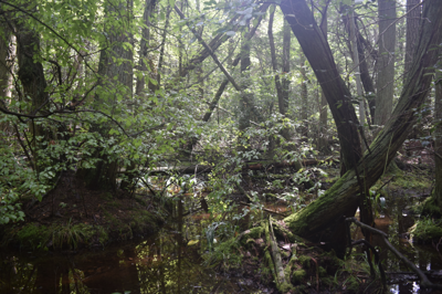 White Cedar Swamp