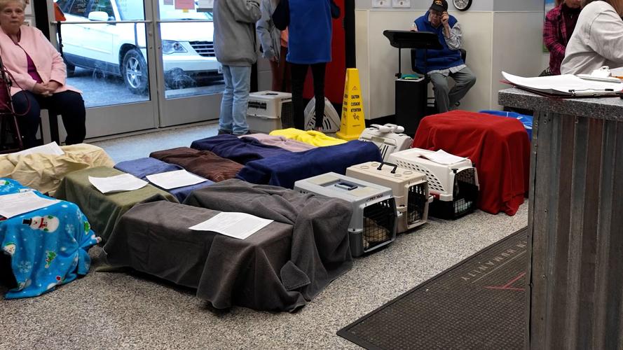 Cats ready for surgery