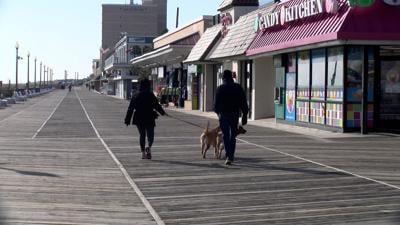 Dog rules in Rehoboth Beach