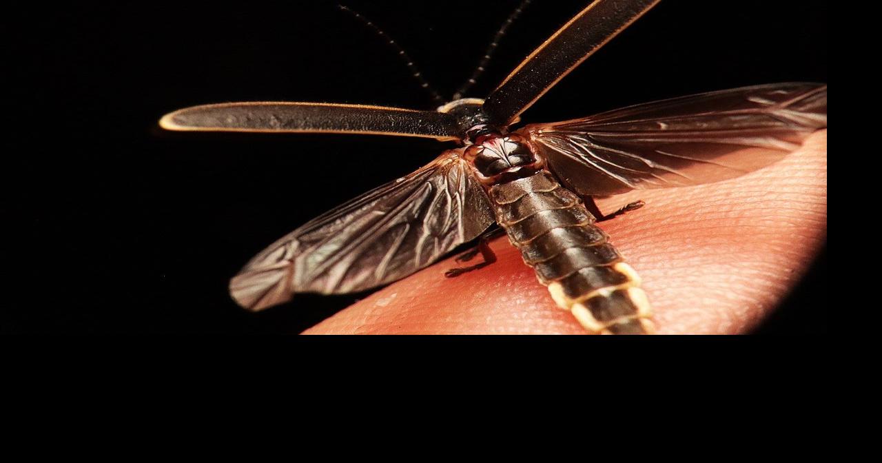 Wildlife ecologist to discuss firefly research in Lewes Public Library ...