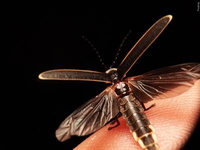 Firefly