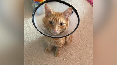 alvin the cat