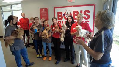 20 of the 35 rescued dogs were set up for adoption at the Brandywine SPCA Animal Care Center