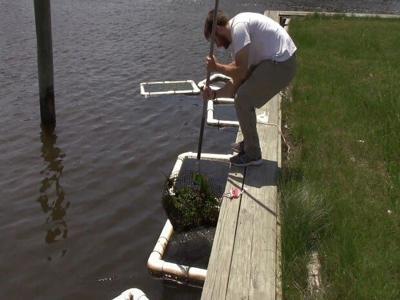 Aquaculture