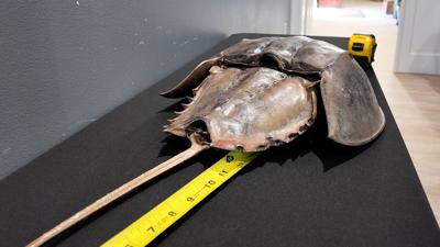 Horseshoe crab next to a tape measure.