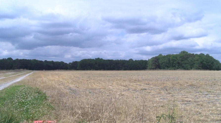 Lynch Farm