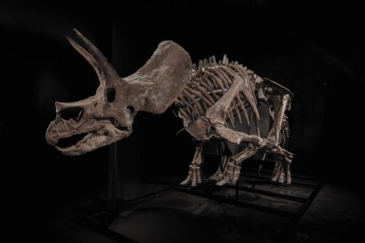 Triceratops Skeleton Auction