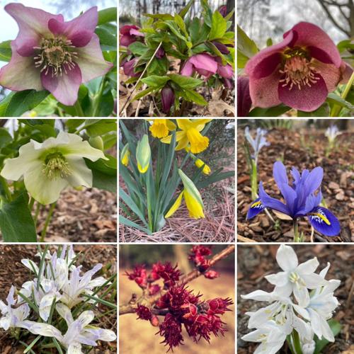 Photo composite of spring bulbs in gardens. Courtesy Stephen Pryce Lea.