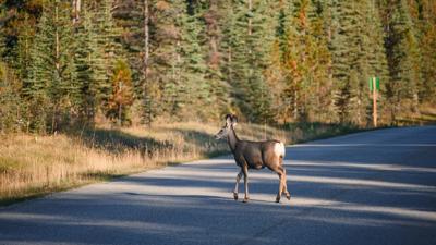 Deer on the road.