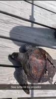 Sea Turtle