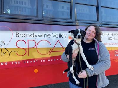 Brandywine Valley SPCA Rescues Shelter Pets Impacted by Kentucky Tornadoes