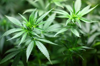 Ocean View considers prohibition of marijuana sales
