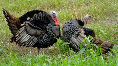 DNREC Turkey Hunting