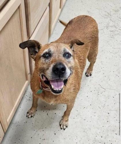 Dogs in urgent need of foster families