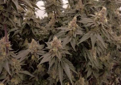 marijuana
