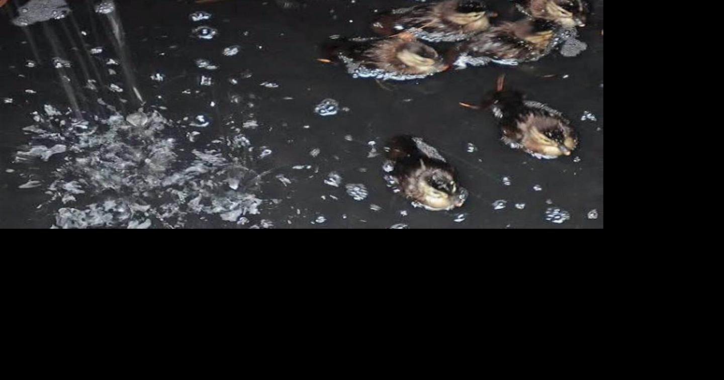 Ducklings rescued after falling into drainage culvert