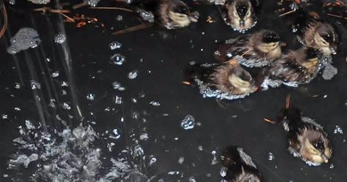 Ducklings rescued after falling into drainage culvert