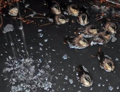 DUCKS RESCUE