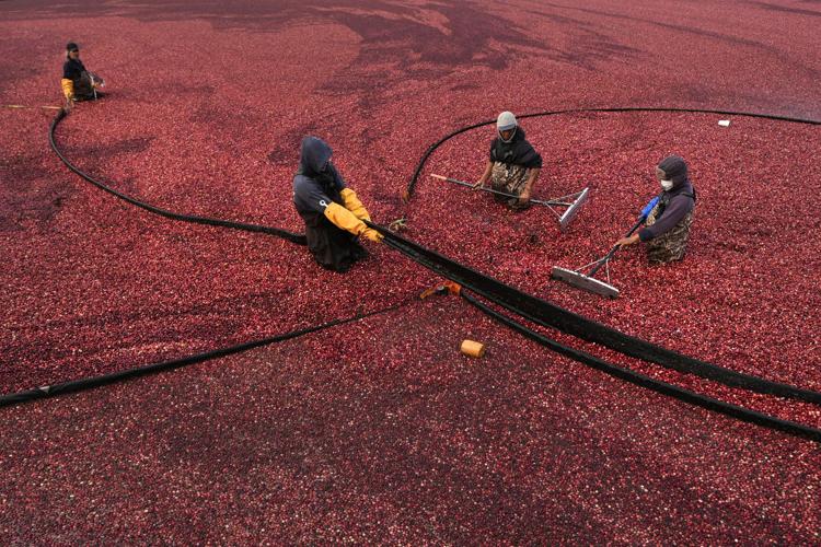Cranberry Bogs-What to Know