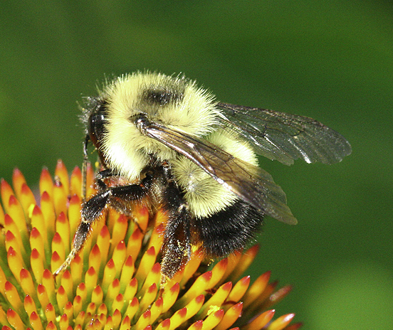 Half-black bumble bee