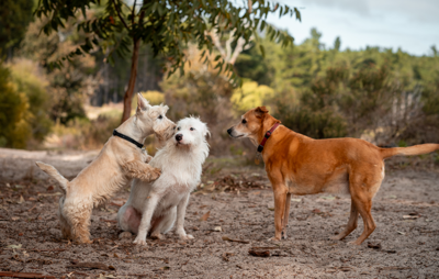 Dogs in park