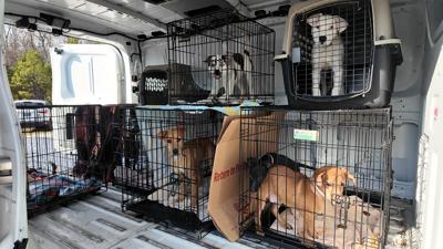 Puppies in cages in a van at BVSPCA ready to be adopted