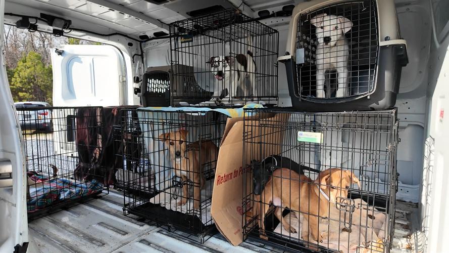 Puppies in cages in a van at BVSPCA ready to be adopted