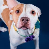 Humane Animal Partners Takes Part in Large Adoption Event