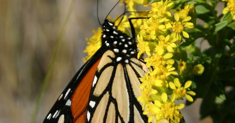 DNREC launches pollinator awareness programs across Delaware parks ...