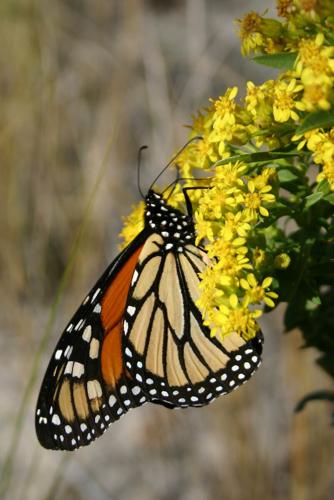 Parks for Pollinators