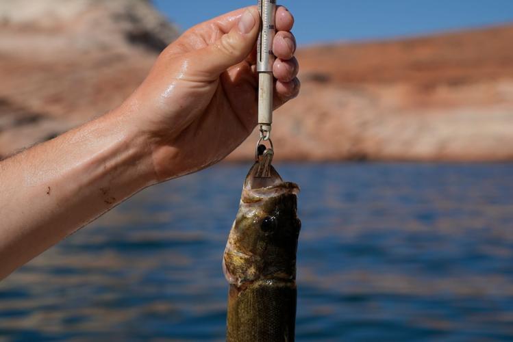 Climate Colorado River Cold Releases