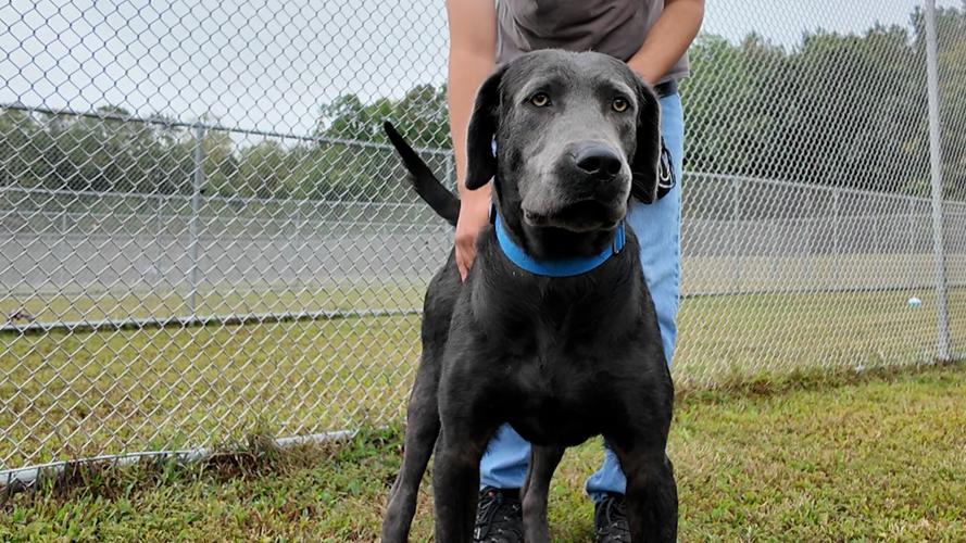 One of four dogs ready for adoption at BVSPCA in Georgetown