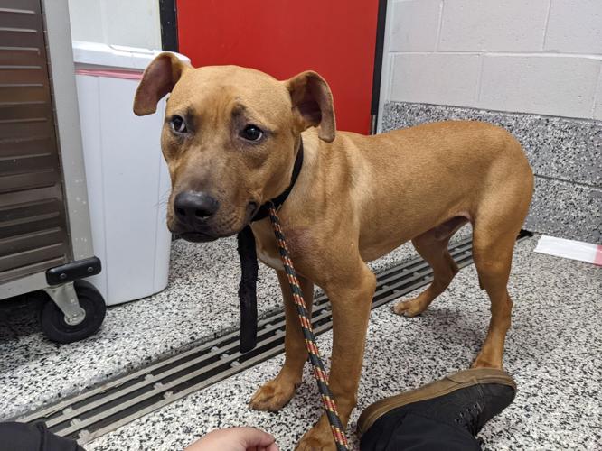 Two-bit was rescued by the Office for Animal Welfare during the Jan. 12 arrest of Ronnell Jacobs. Courtesy Brandywine Valley SPCA.